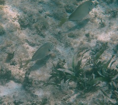 Acanthurus tractus