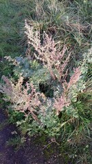 Artemisia absinthium