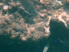 Acanthurus chirurgus