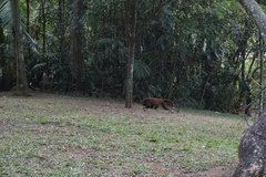 Alouatta guariba