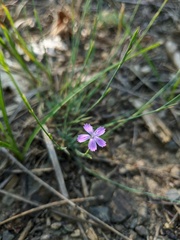 Dianthus humilis