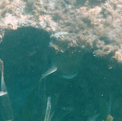Diodon hystrix
