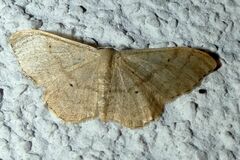 Idaea straminata