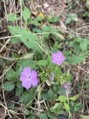Phlox glaberrima
