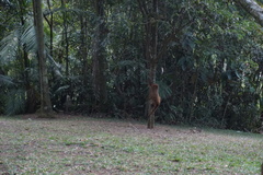 Alouatta guariba