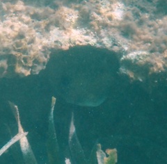 Diodon hystrix