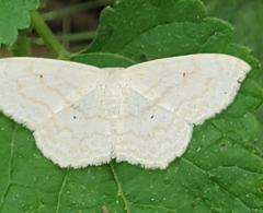 Scopula limboundata