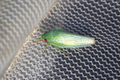 Gyponana