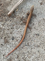 Elgaria multicarinata webbii