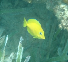 Acanthurus coeruleus