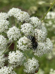Dolichovespula arctica