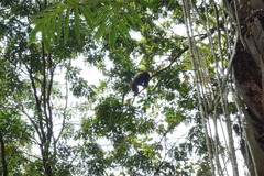 Alouatta guariba