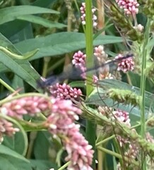 Ischnura