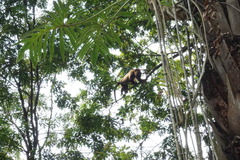 Alouatta guariba