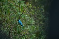 Tersina viridis