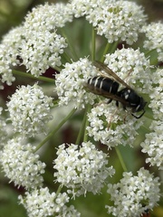 Dolichovespula arctica