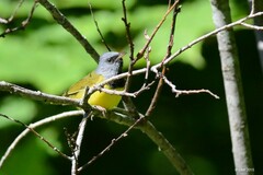 Geothlypis philadelphia
