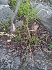 Capsella bursa-pastoris