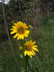 Verbesina tetraptera