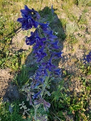 Delphinium glaucum