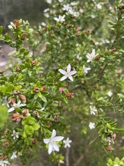 Philotheca difformis smithiana