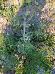 Delphinium glaucum
