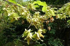 Carpinus betulus