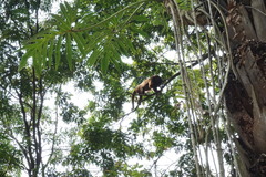 Alouatta guariba