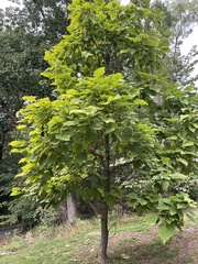 Catalpa