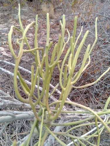 Euphorbia analalavensis
