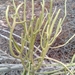 Euphorbia analalavensis - Photo (c) Solofo Eric Rakotoarisoa,  זכויות יוצרים חלקיות (CC BY-NC), הועלה על ידי Solofo Eric Rakotoarisoa