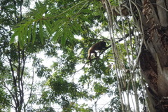 Alouatta guariba