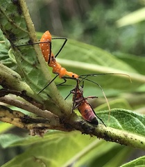Zelus longipes
