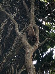 Alouatta guariba