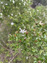 Philotheca difformis smithiana