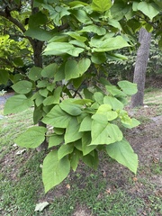 Catalpa