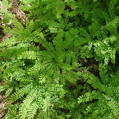 Adiantum pedatum