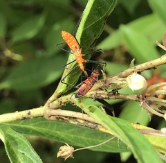 Zelus longipes