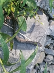 Thamnophis sirtalis pallidulus