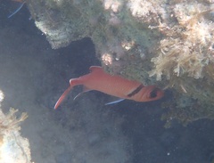 Myripristis jacobus