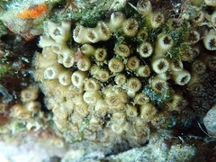 Cladocora caespitosa