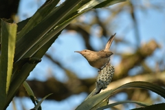Campylorhynchus turdinus