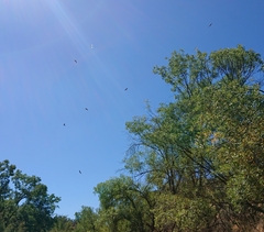 Egretta garzetta garzetta
