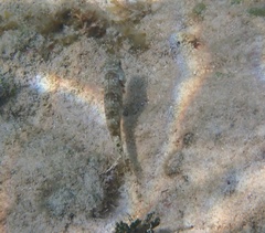 Sparisoma chrysopterum