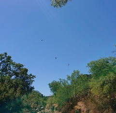 Egretta garzetta garzetta