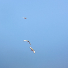 Egretta garzetta garzetta