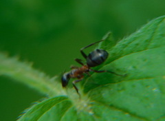 Formica rufa