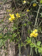 Jasminum mesnyi