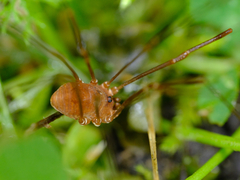 Leiobunum ventricosum