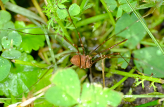 Leiobunum ventricosum